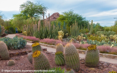 沙漠植物園Desert Botanical Garden-每日行程圖片